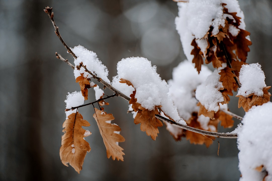 shallow focus photo of snow covered brown leaves