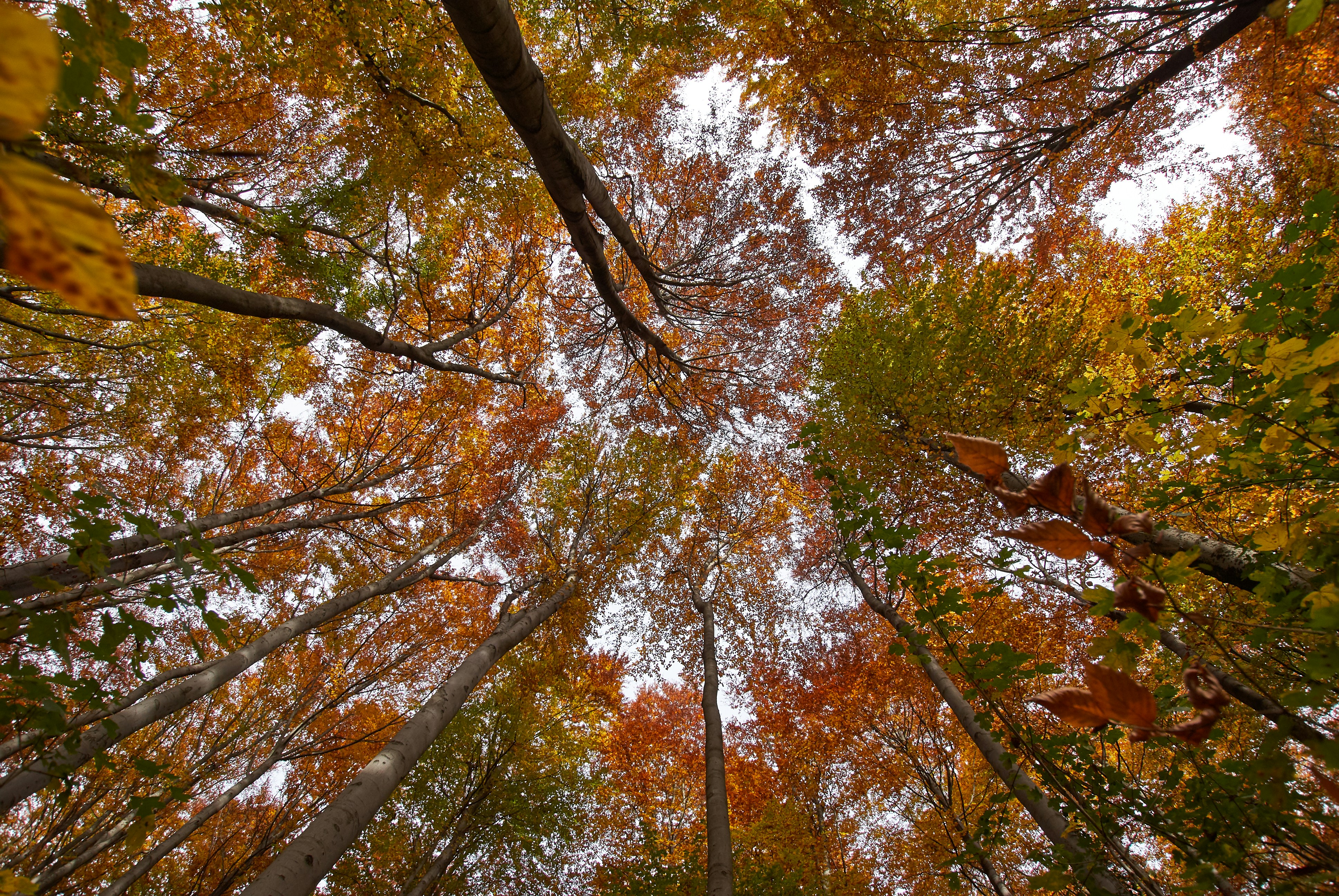 Photo by wolfgang_hasselmann