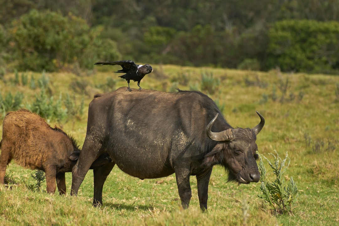 selective focus photography of black bird on water buffalo's back