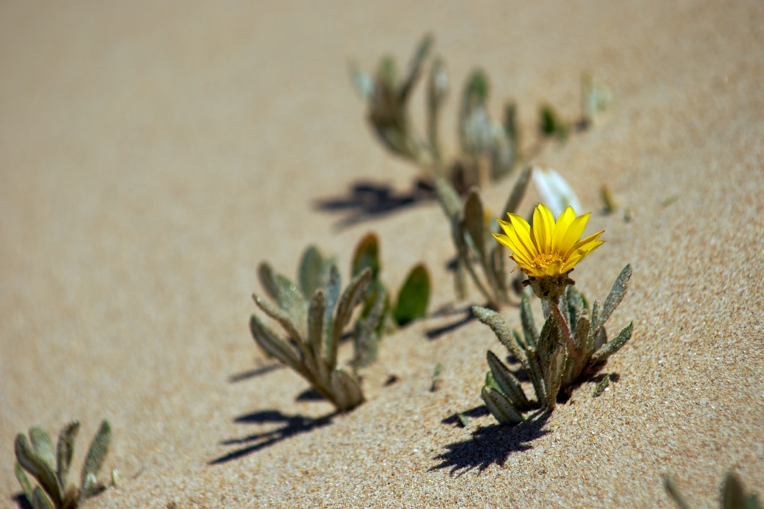 selective focus photography of green plants on sand