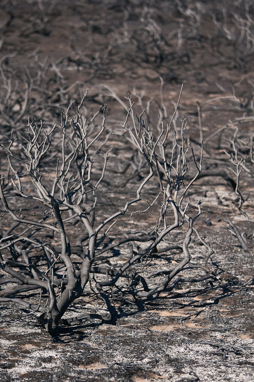 grayscale photography of bare plants