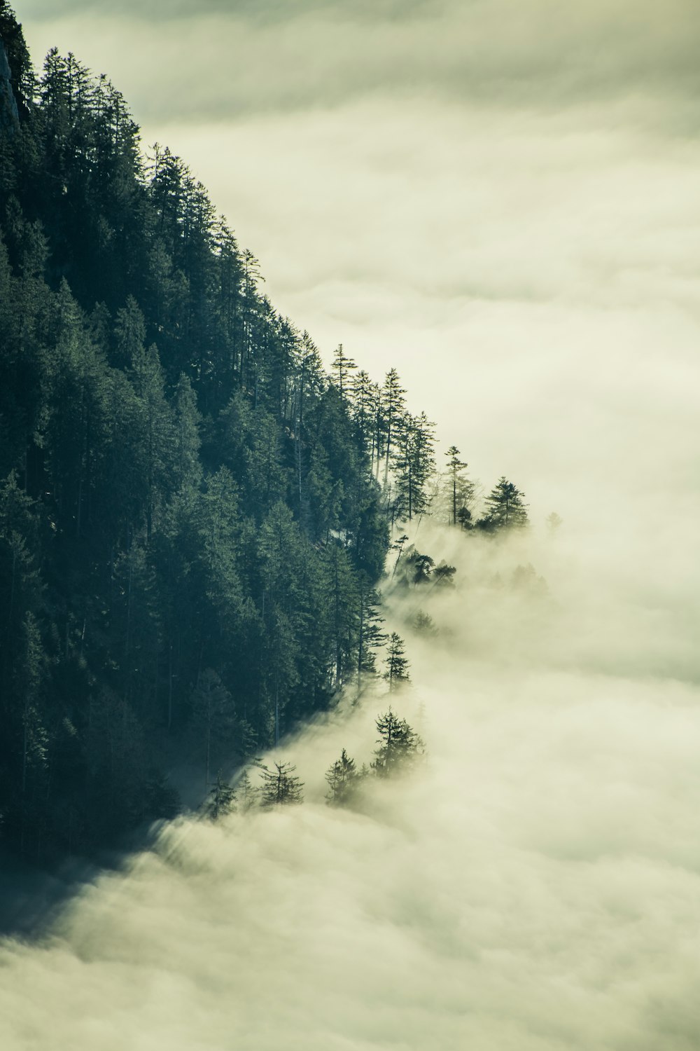 Tresse verte avec des brouillards