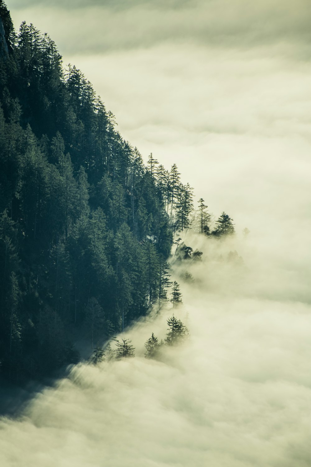 Alberi verdi con nebbie