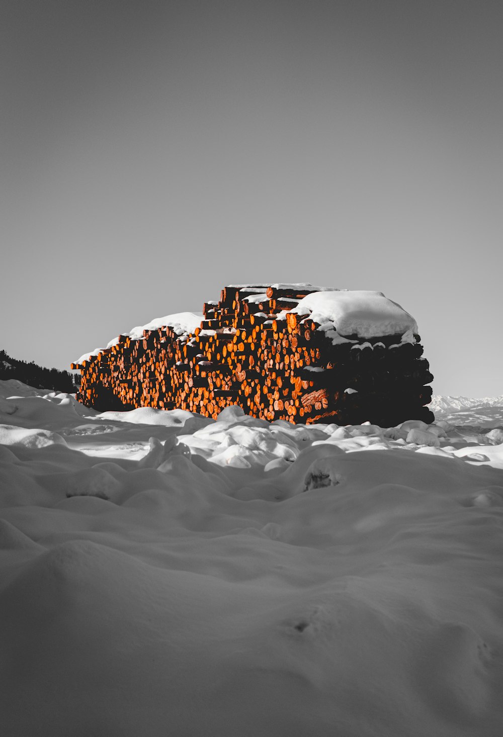 snow covered piled logs