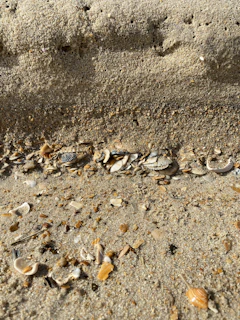 Close-up of textured sand with delicate seashells scattered around