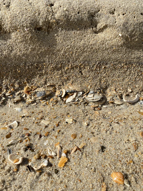 Close-up of textured sand with delicate seashells scattered around