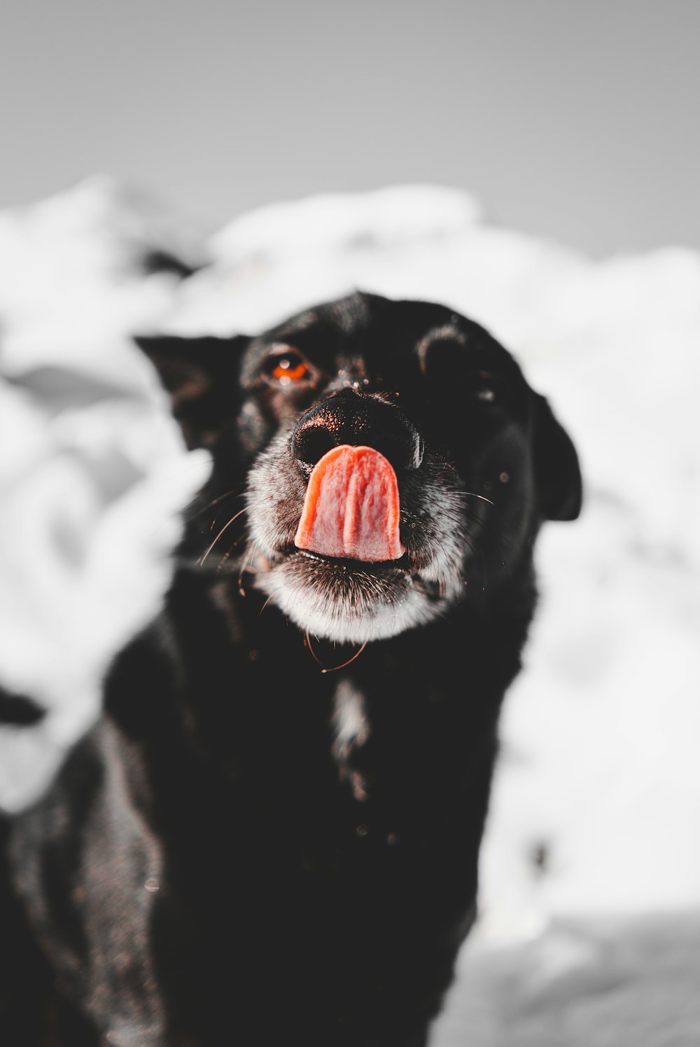 鼻を舐める犬