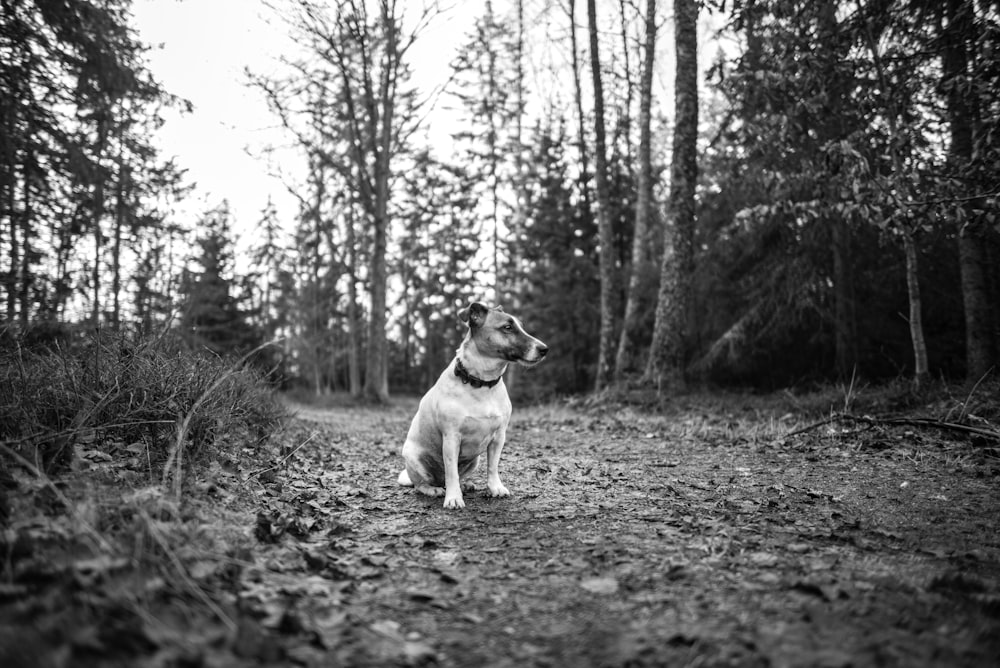 white dog sitting on ground surrounded by tree