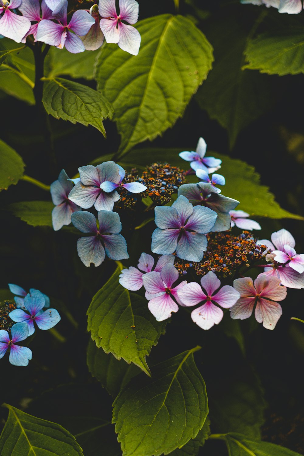 pink and blue petaled flower