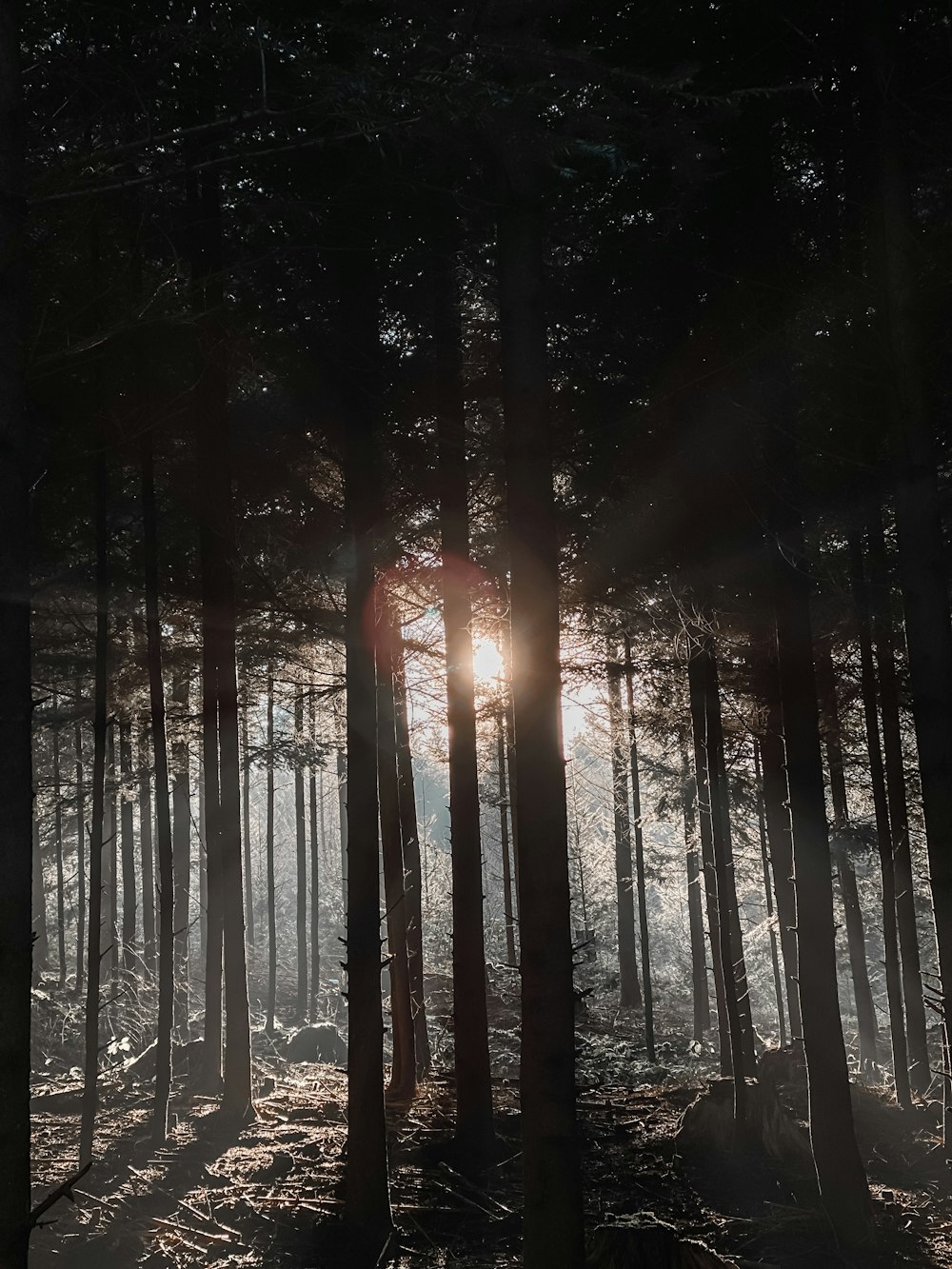 silhouette photography of trees in the forest