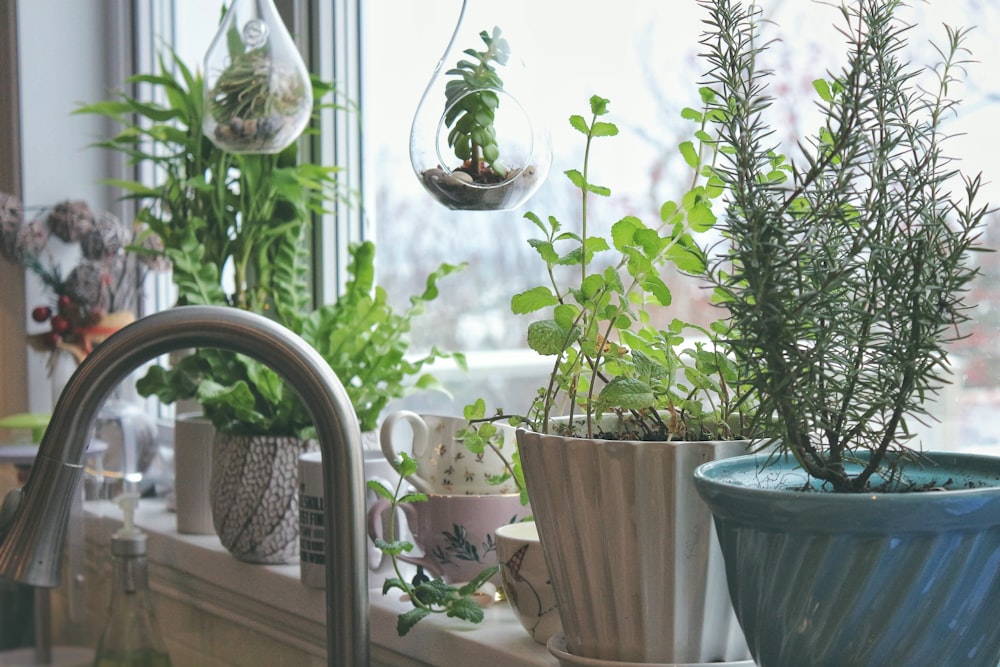 Plantas en macetas de hojas verdes colocadas junto a la ventana