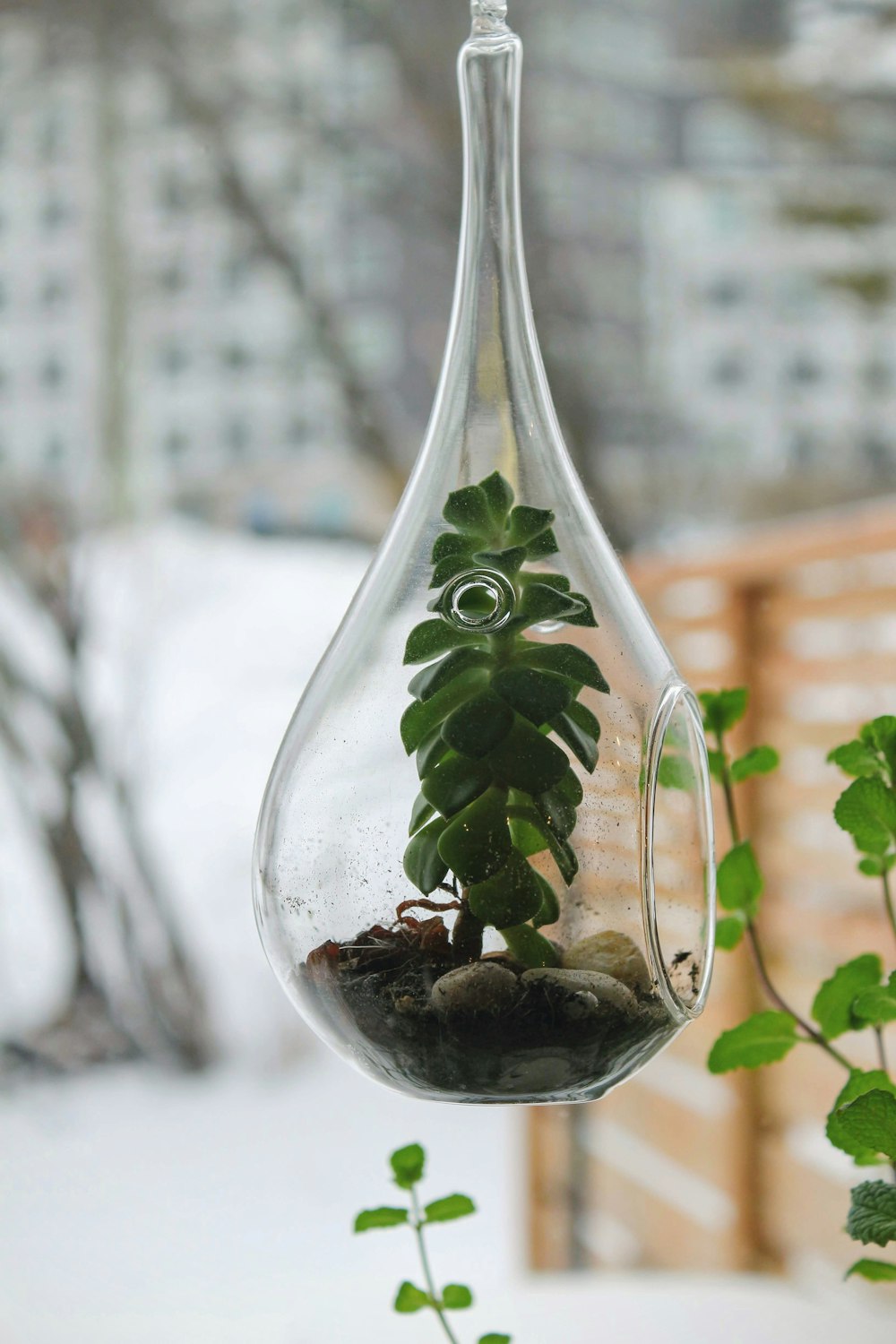 terrarium en verre à feuilles vertes