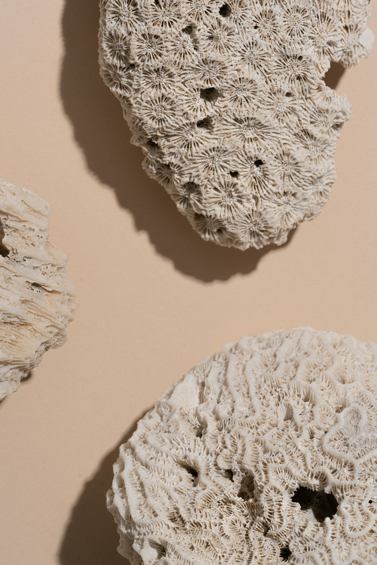 Ridged coral and shell textures in neutral tones — Ruslan Bardash on Unsplash