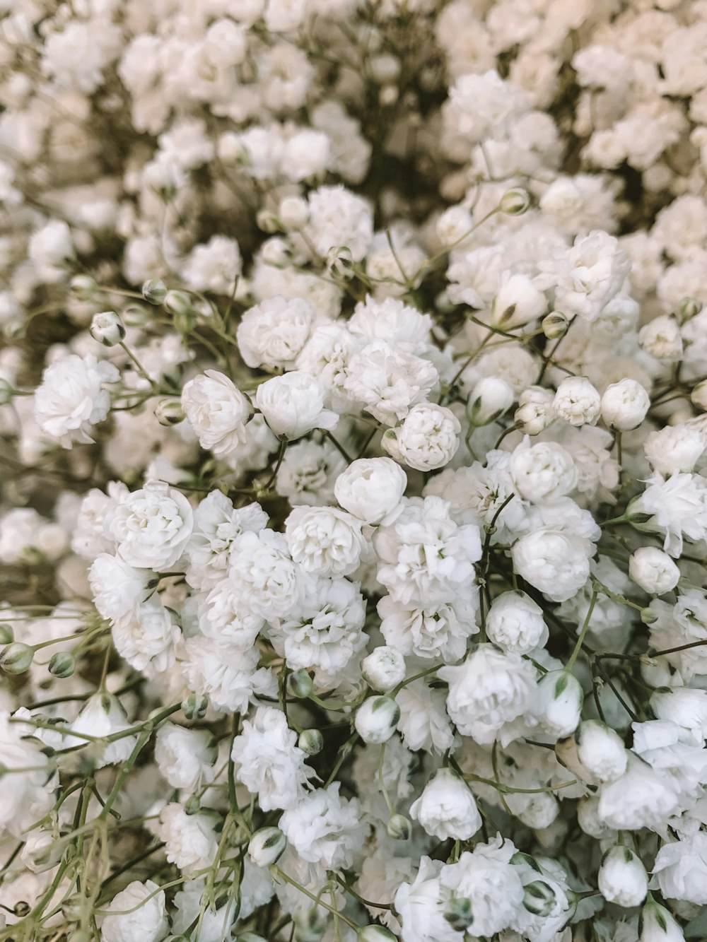 white flowers