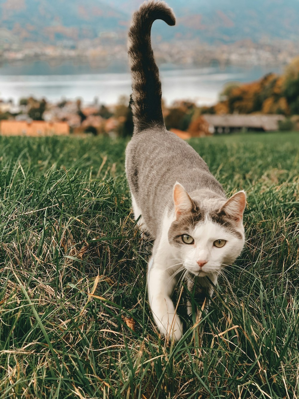 white and gray cat walking on grass \