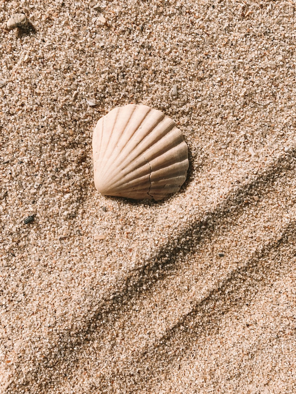 白い貝殻、砂