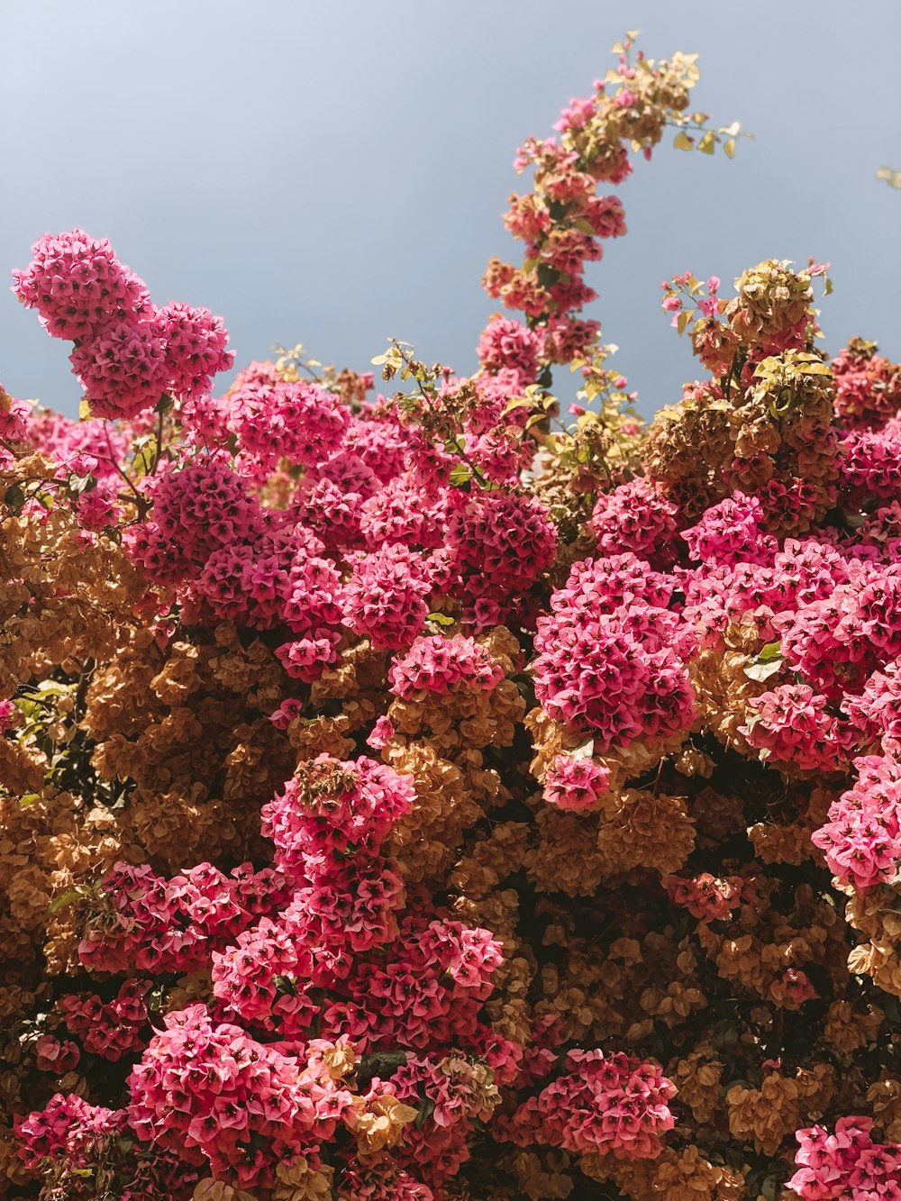 pink and yellow flowers