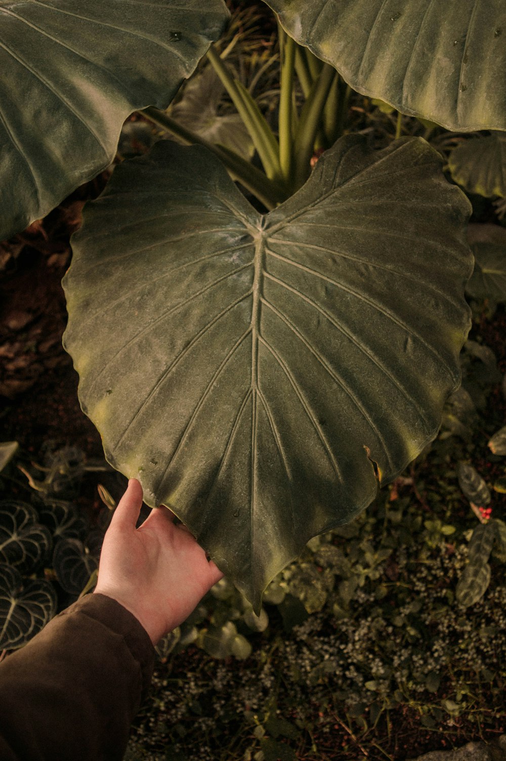 green-leafed plant