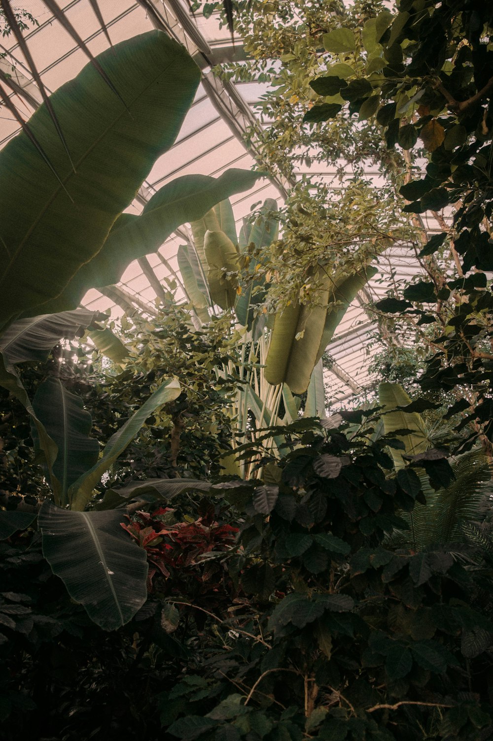 green leafed plants