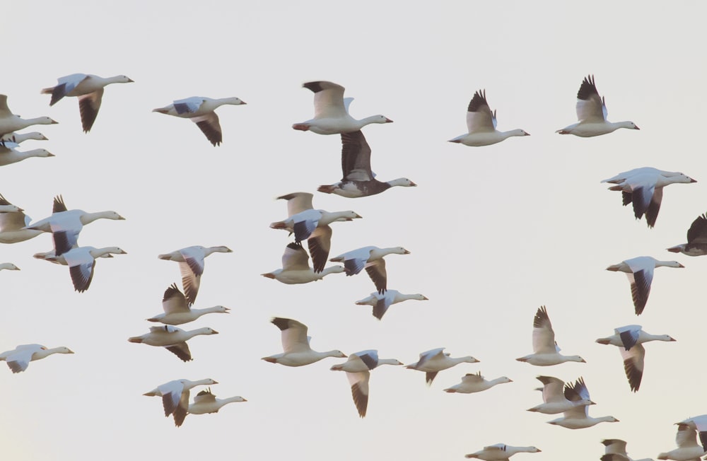 flock of flying birds