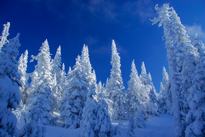 field and trees covered with snow