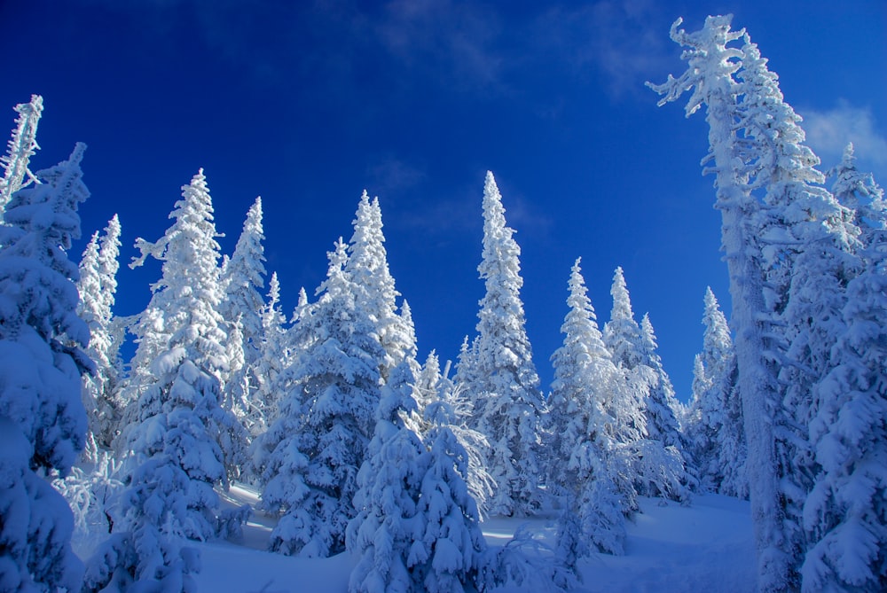 campo e árvores cobertas de neve