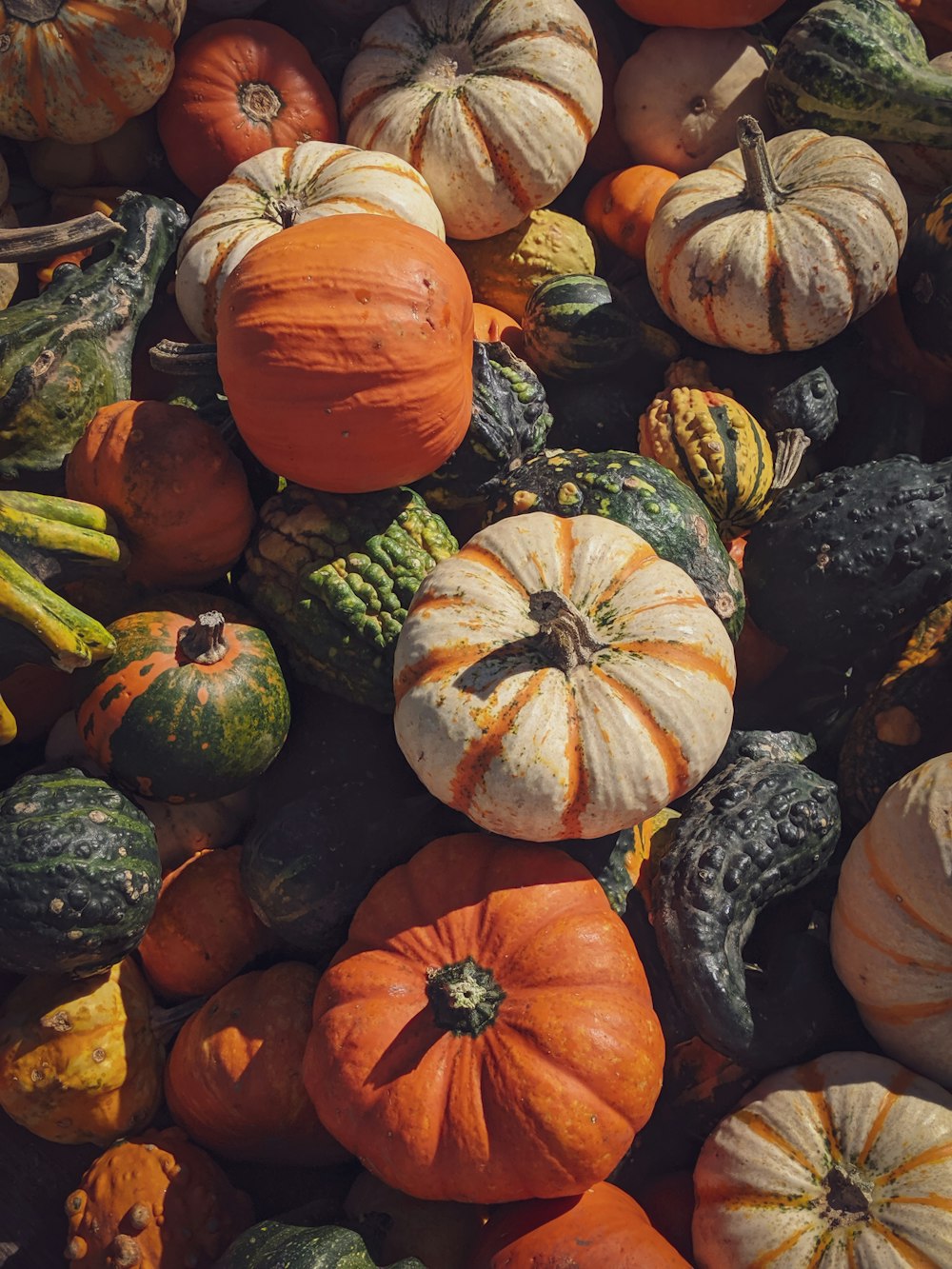 orange and green pumpkins