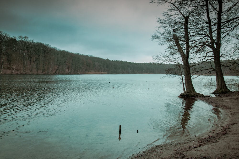 body of water near trees