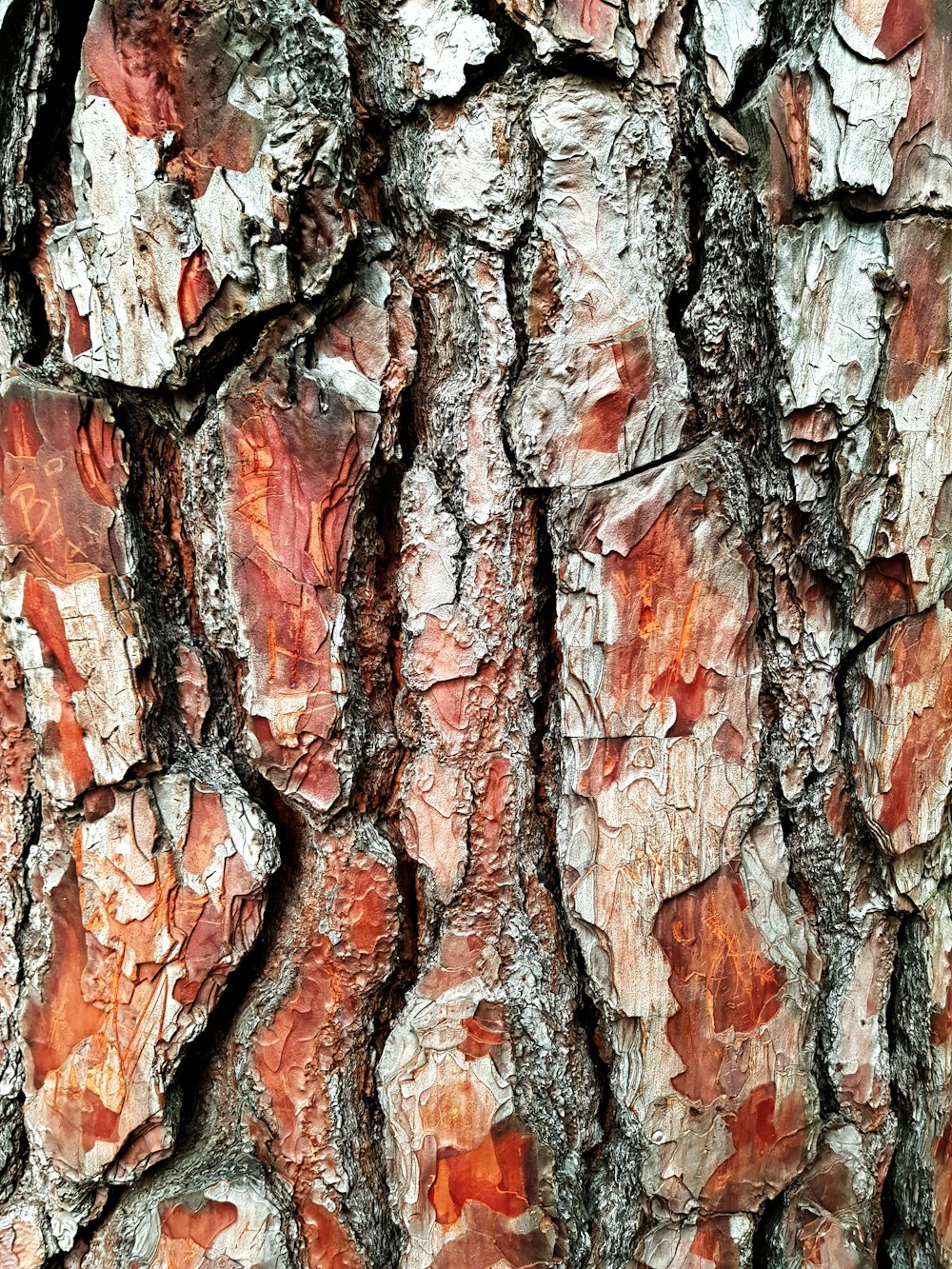 white and brown bark