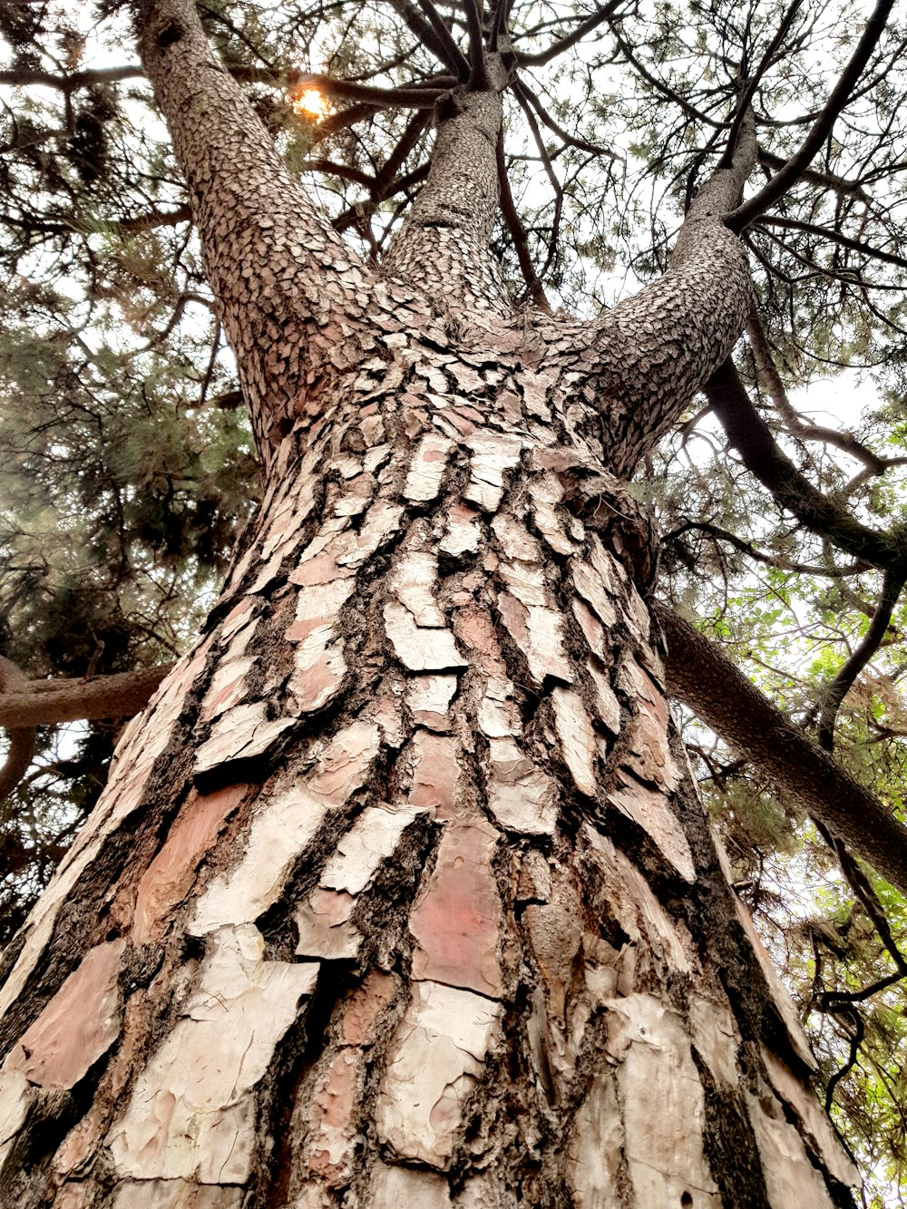 tree during day