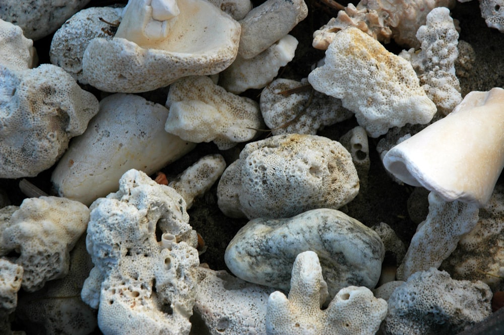 pile of assorted sea stones