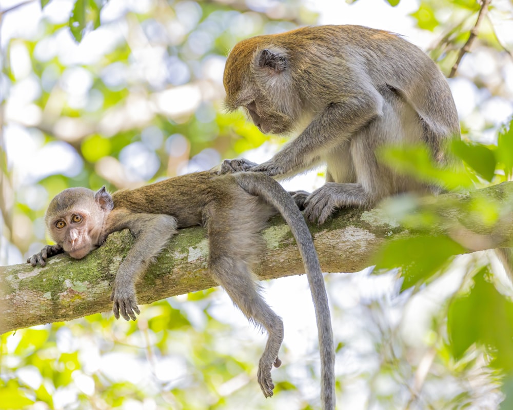 monkey grooming monkey's back on branch