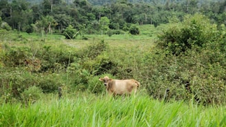 A cow stands in a lush green meadow surrounded by dense vegetation and a distant forest. The overgrown grass and shrubs create a sense of natural wilderness, while the cow appears calm and uninterested.
