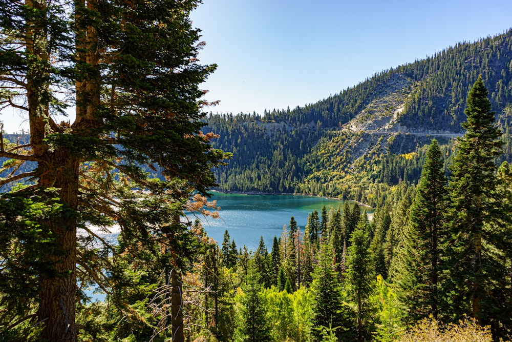 body of water near forest and mountains