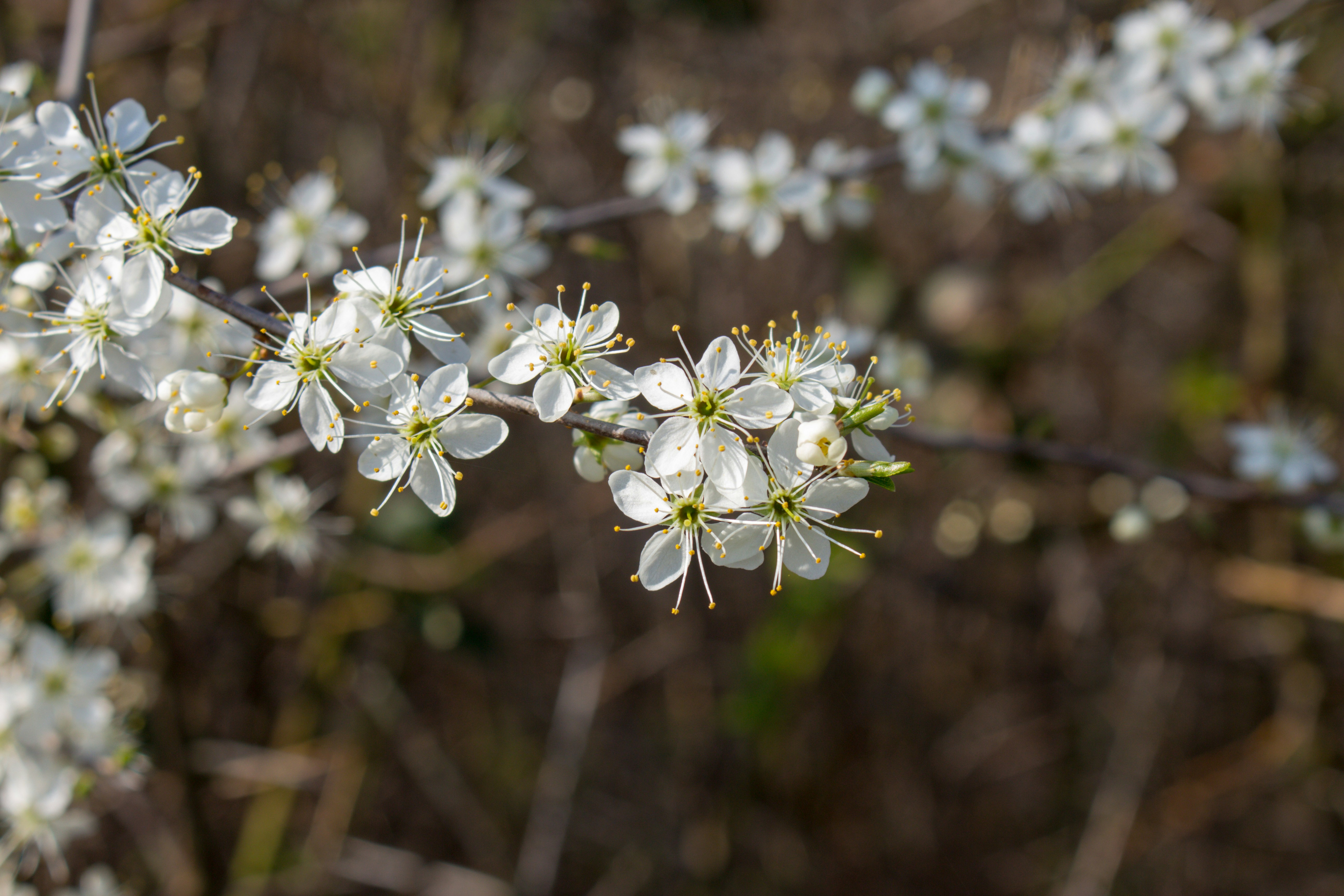 Photo by photographersdaughter