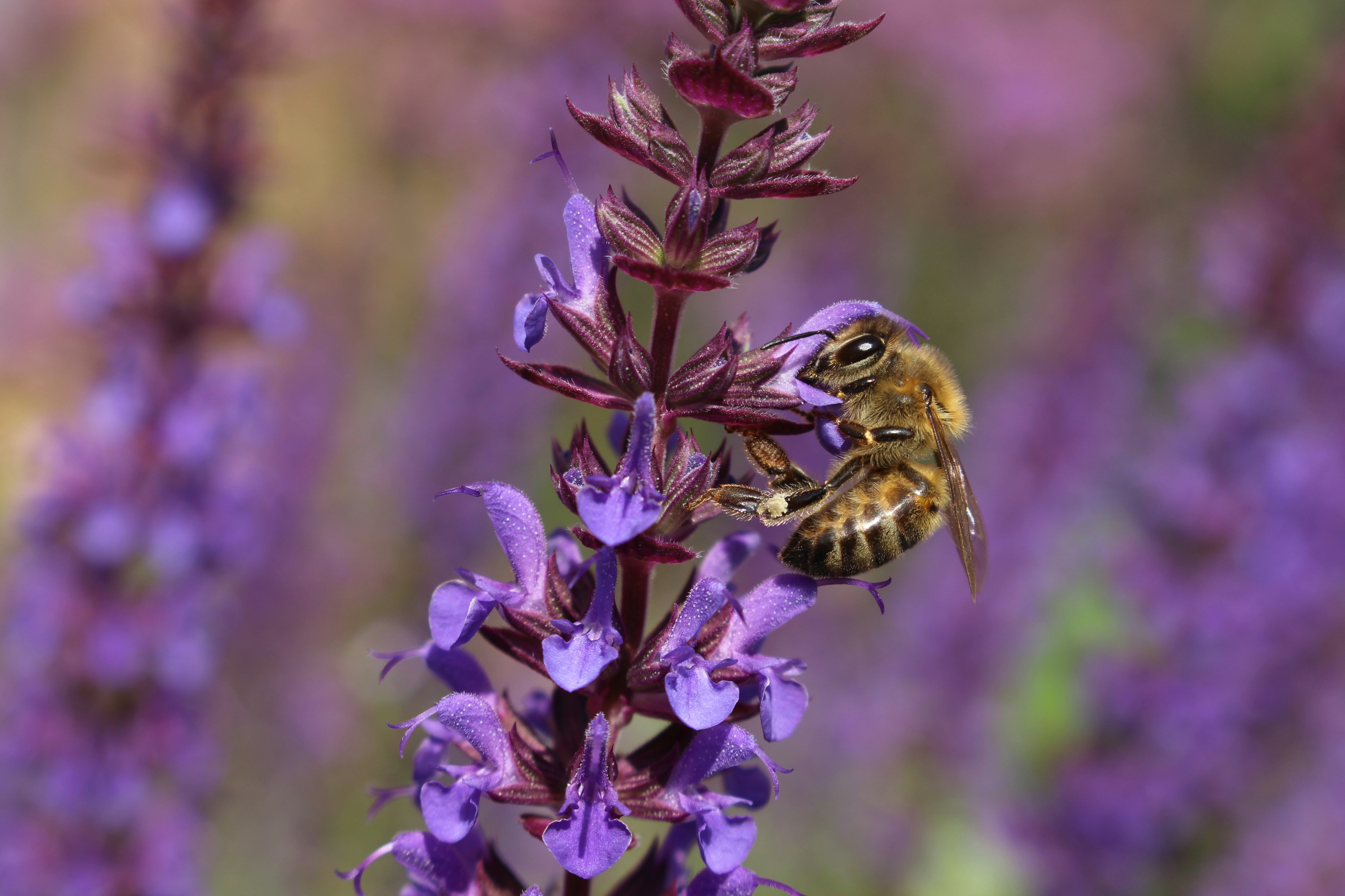 Photo by photographersdaughter