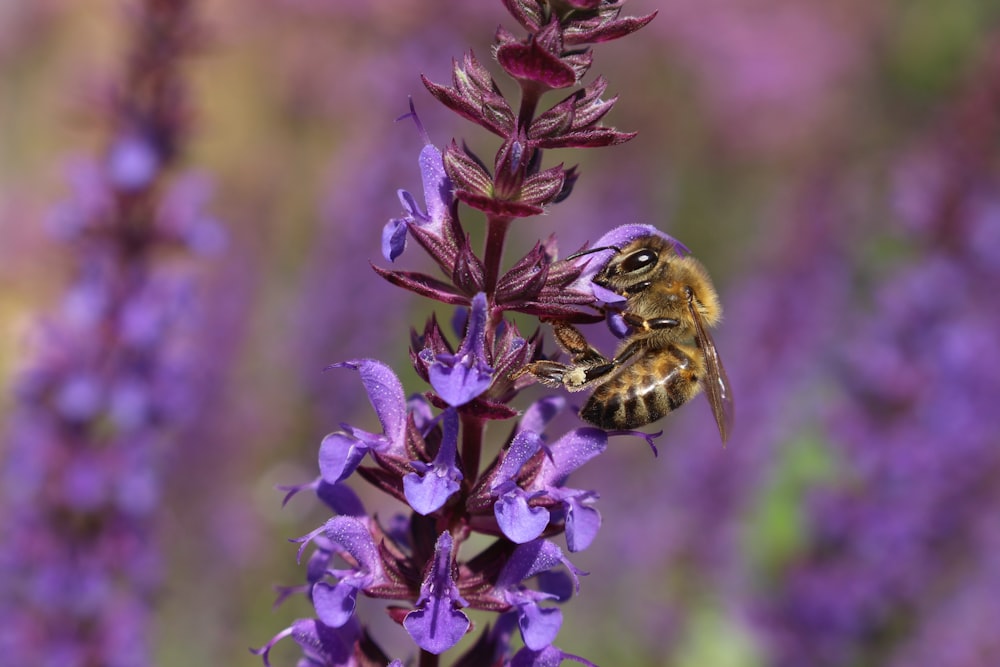 bee perched on flower