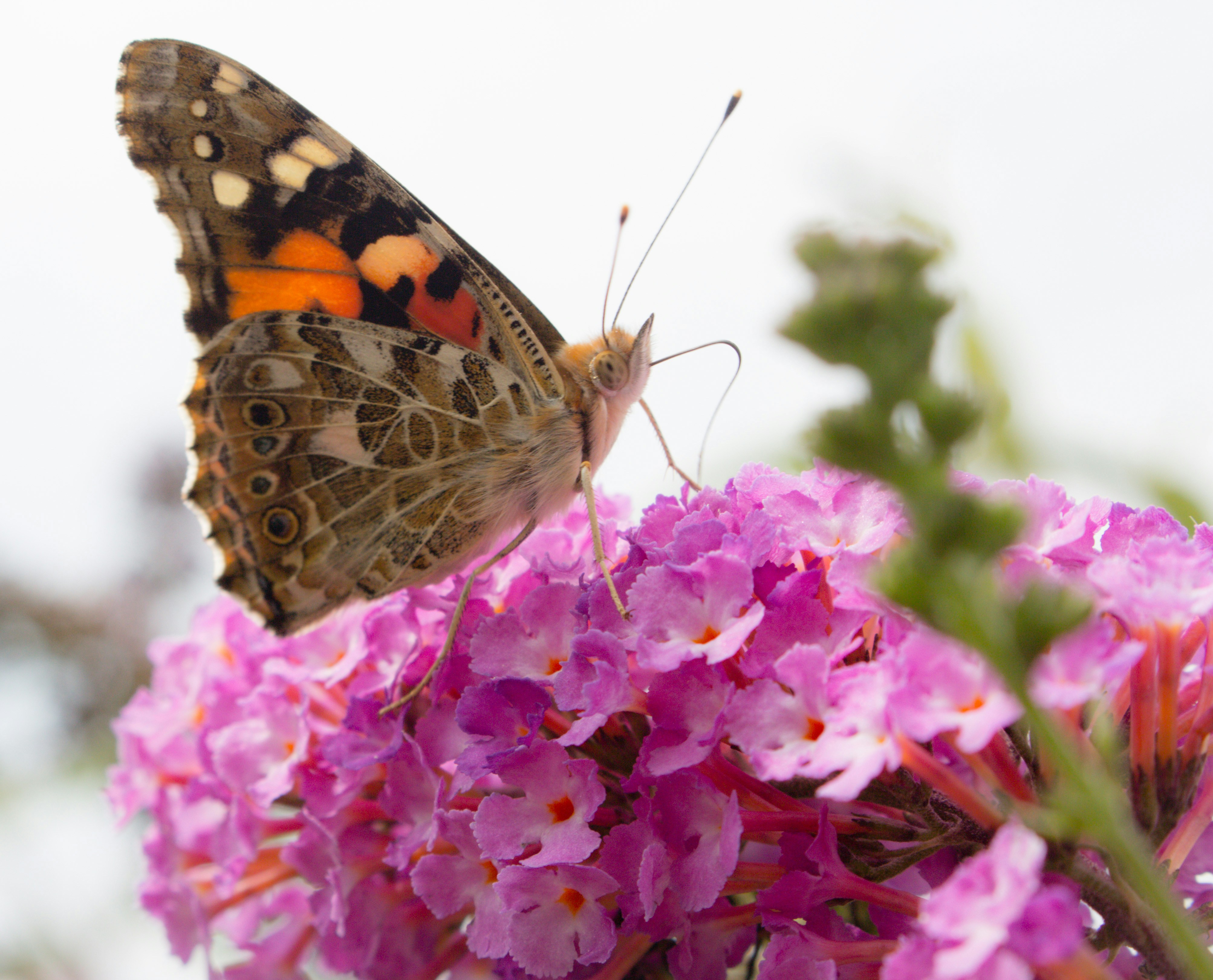 Photo by photographersdaughter