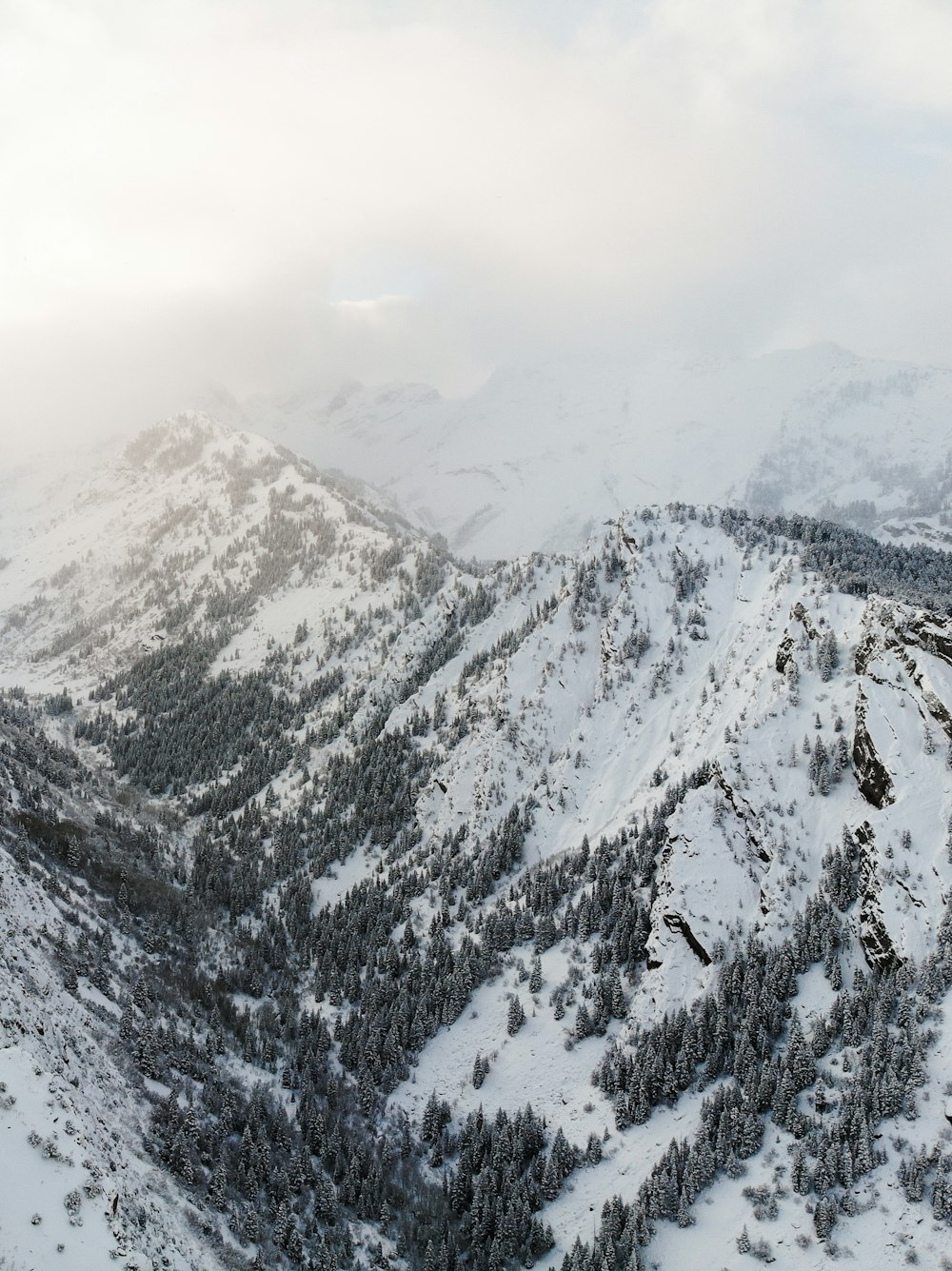 tree and snow covered mountains