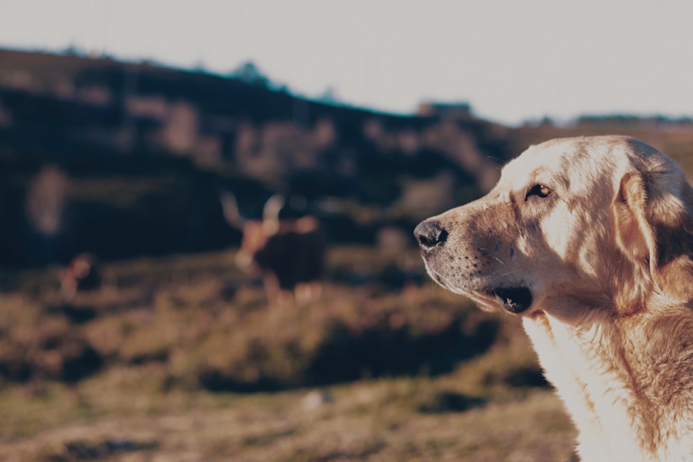 adult yellow Labrador retriever at the field