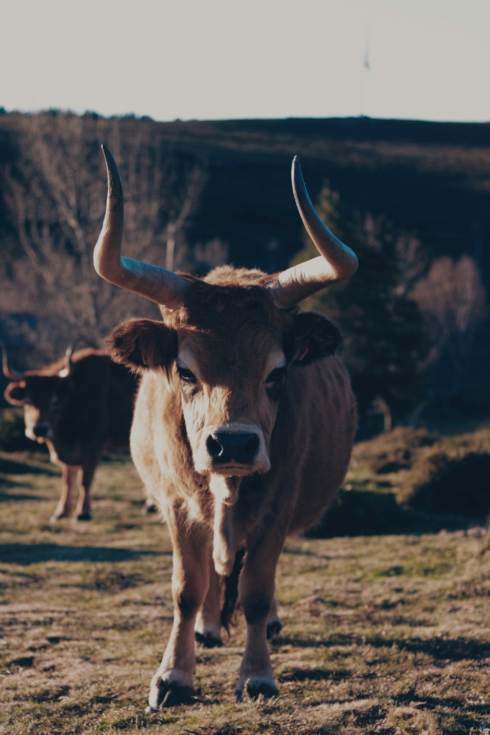 cattle on grass field during day