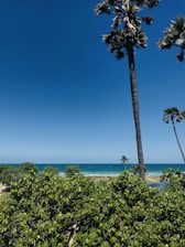 A scenic view of a tropical beach with clear blue water and palm trees.