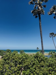 A scenic view of a tropical beach with clear blue water and palm trees.
