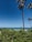 A scenic view of a beach with clear blue water and palm trees.