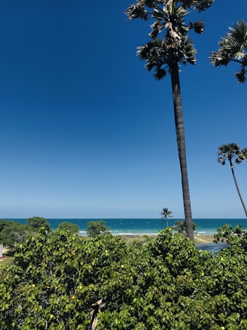 A scenic view of a tranquil beach with palm trees and clear blue water.