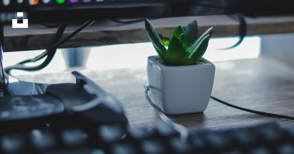 Green succulent photo – Free Computer Image on Unsplash