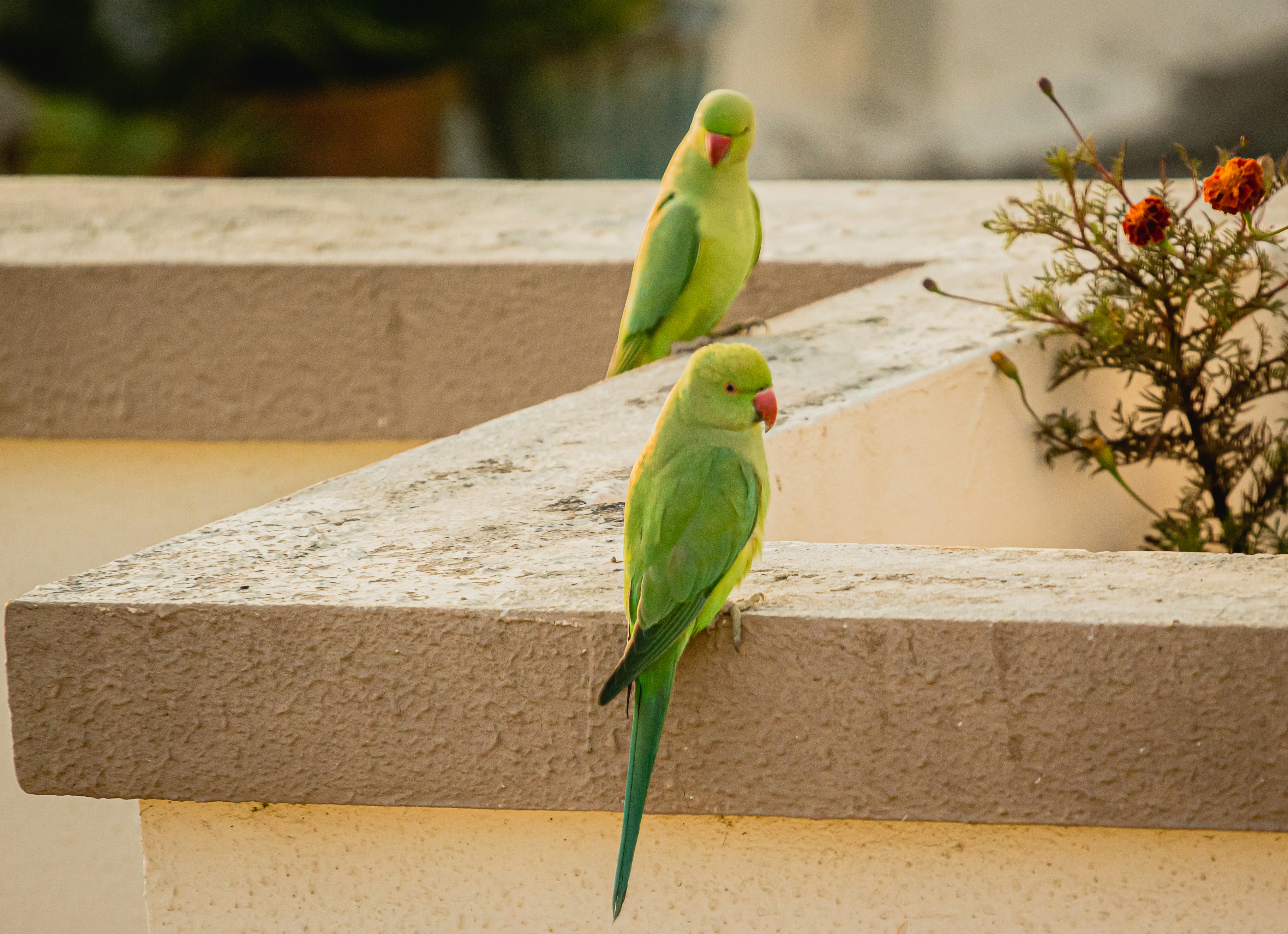 two green birds