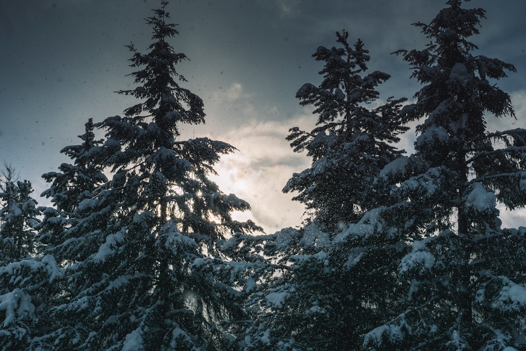 Tropical and subtropical coniferous forests photo spot Princeton Canada