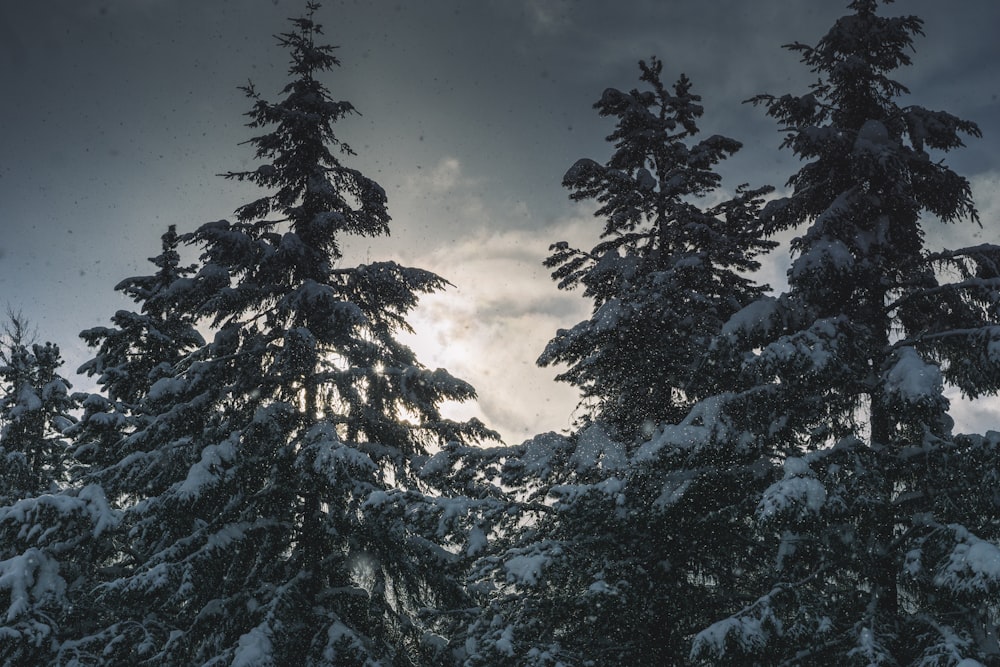 pine tree covered with snow