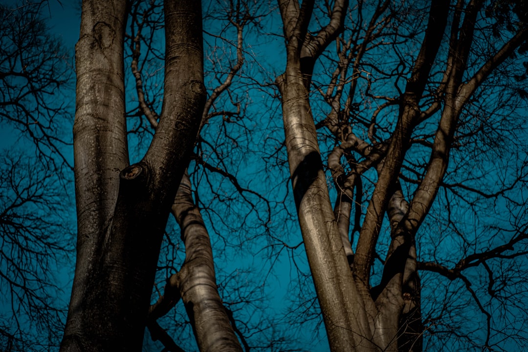 tree trunks under blue sky